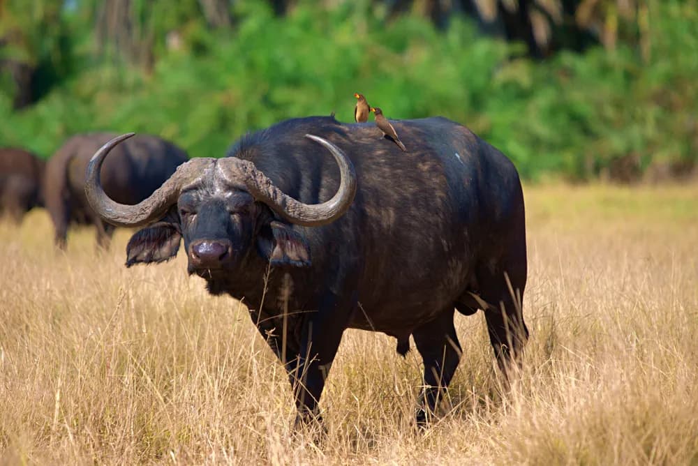 Buffalo Northern Tanzania Epic
