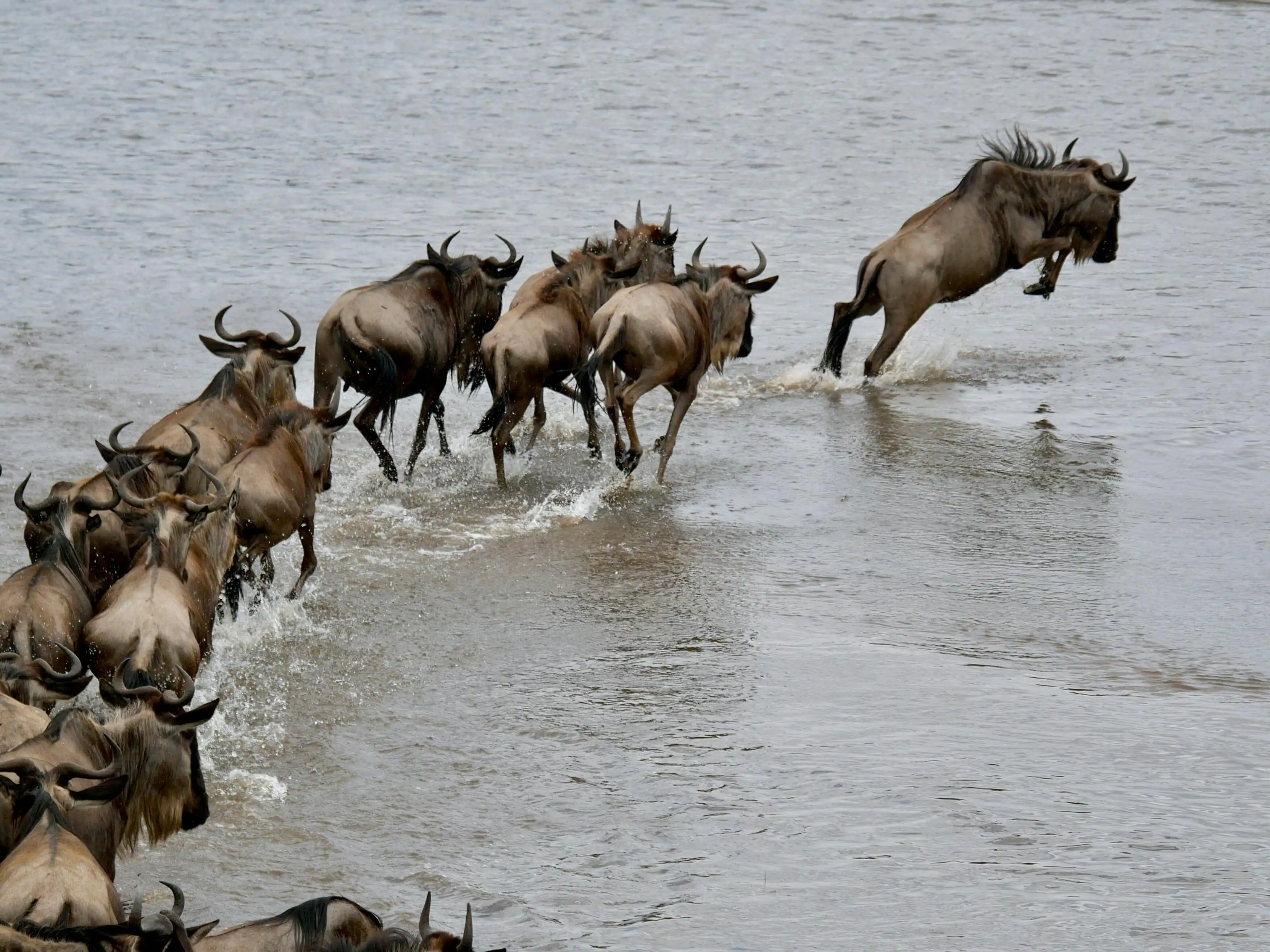 The Great Migration: Timing Your Safari Perfectly
