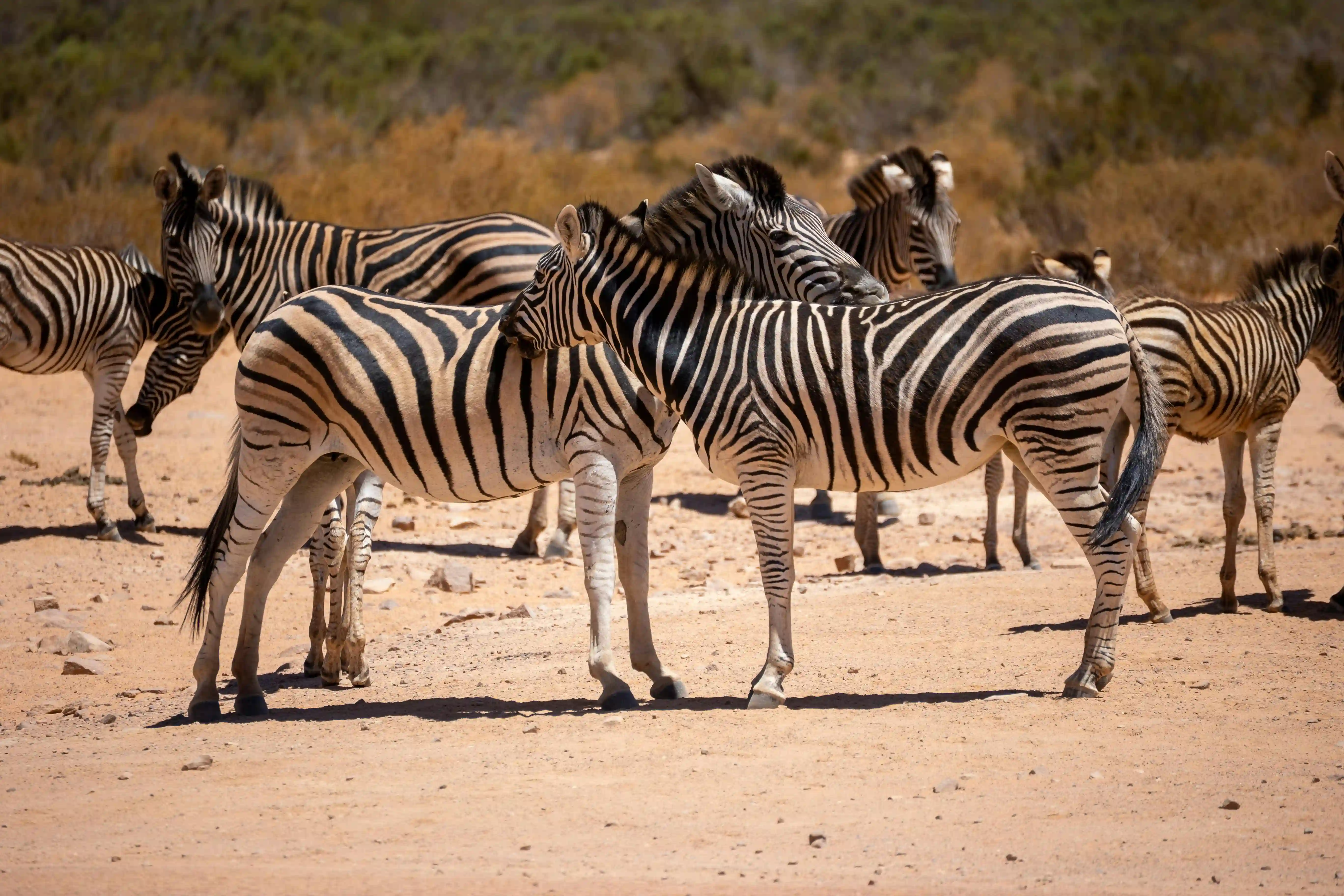 Zebra Untamed Savanna Immersion
